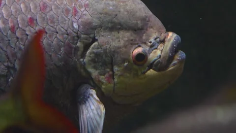 Close up of a an elephant ear fish  Stock Footage 241013419