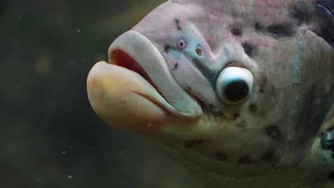 Close up of Elephant Ear Gourami  Stock Footage 244552527