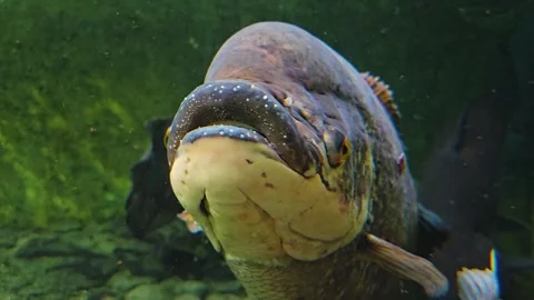  Close up of an Elephant Ear Gourami  Stock Footage 244992048