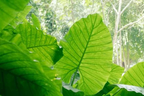 Close-up of Elephant ear leaf or Giant taro (Alocasia macrorrhizos), Natural Stock Photos