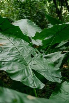 Close-up of Elephant ear leaf or Giant taro (Alocasia macrorrhizos), Natural Stock Photos
