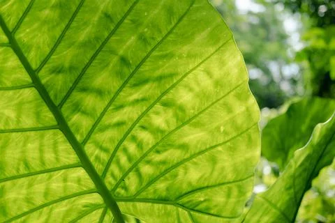Close-up of Elephant ear leaf or Giant taro (Alocasia macrorrhizos), Natural Stock Photos