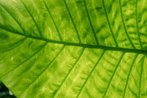 Close-up of Elephant ear leaf or Giant taro (Alocasia macrorrhizos), Natural Foto stock