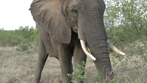 Close Up of Elephant Eating Grass and Defecate in African Savanna. Animals Stock Footage 171268680