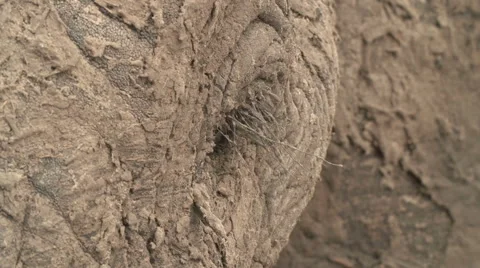 Close-up of elephant eye and eye lashes encrusted with mud Video stock 46375366