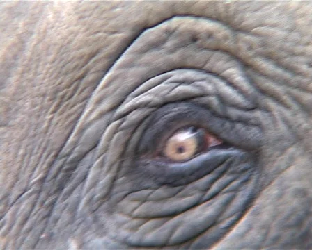 Close up of elephant eye 스톡 동영상 503344