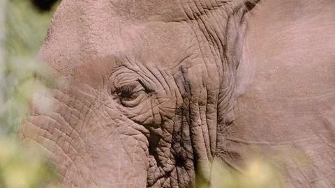 Close up of elephant eye. slow motion Stock Footage 96127151