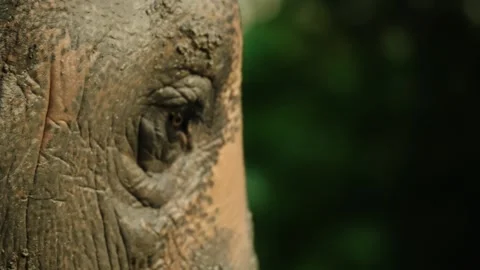 Close-up Of An Elephant Eye In Wildlife Sanctuary. Stock Footage 297076355
