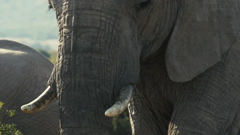 Close Up on Elephant Face and Pan Down on Trunk while Grazing Stock Footage 156024779