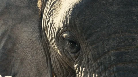 Close up Of Elephant Face and Trunk Stock Footage 155877266