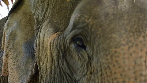 Close Up Elephant Face Vídeo Stock 86016143