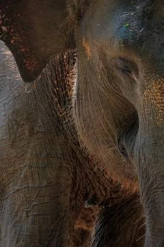 Close up elephant face, texture of elephant skin Stock Photos
