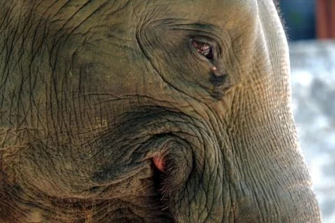 Close up elephant face, texture of elephant skin Stock Photos