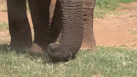 A close up of elephant feet helping to get short grass to eat 스톡 동영상 236861292