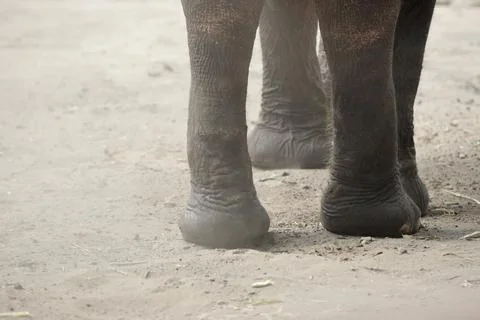 Close up of elephant foot Stock Photos