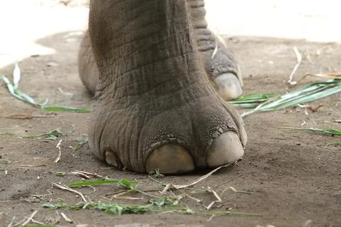 Close up of elephant foot Stock Photos