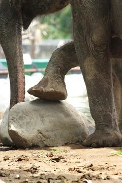 Close up of elephant foot Stock Photos