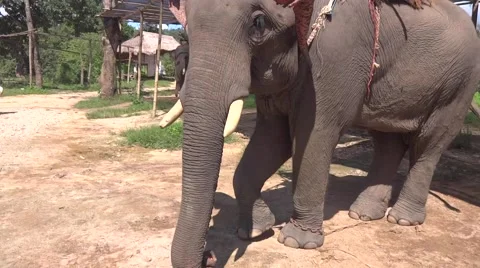 Close-up of an elephant Stock Footage 46348492