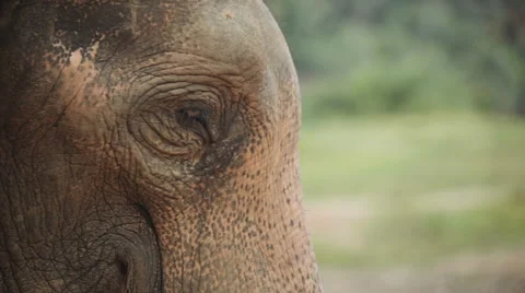 Close up of an elephant Stock Footage 62175481