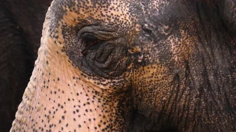 Close up of elephant Stock Footage 135521375