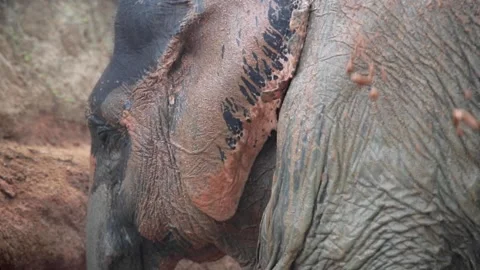A close up of an elephant Stock Footage 155357552