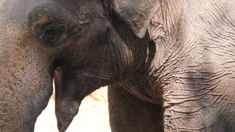 Close up of an elephant  Video stock 244341959
