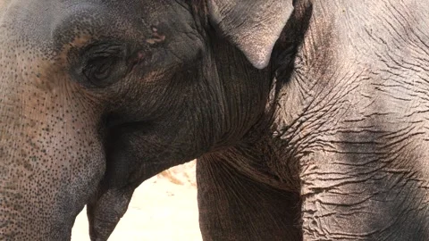 Close up elephant Stock Footage 244600717