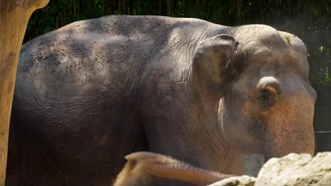 Close up of an elephant  Video stock 278048210