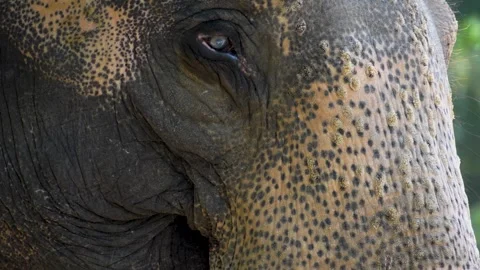 Close up of an elephant  Stock Footage 278048265