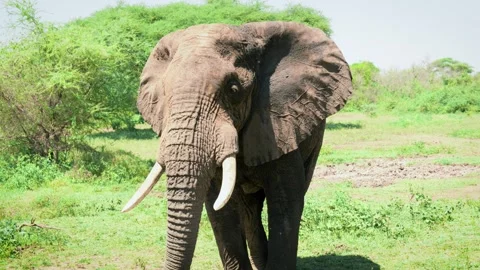 Close up of an elephant 動画素材 326548005