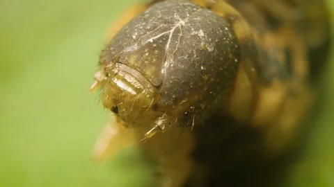 Close-up of the Elephant Hawk Moth larva (Deilephila elpenor) Stock Footage 336733826