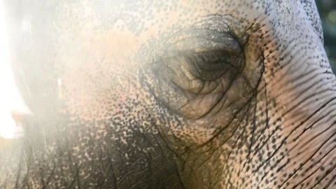 Close up elephant head and eyes in zoo, Bioparco, Rome, Italy Stock Footage 80431631
