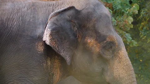 Close up elephant head Stock Footage 252644639