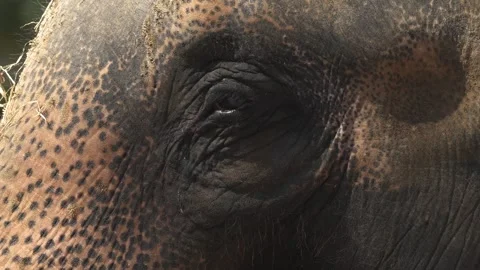 Close up of an elephant head Stock Footage 284241057
