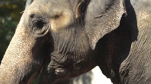 Close up of an elephant head Stock Footage 284252544