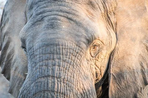 Close up of an Elephant head in the Kruger. Foto stock