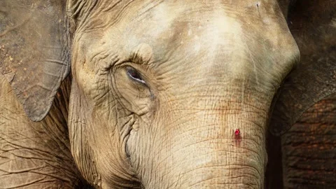 Close Up of Elephant Head in Natural Environment Stock Footage 328484952