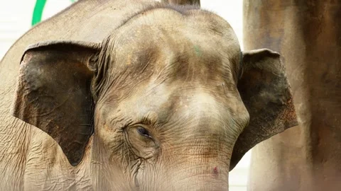 Close Up of Elephant Head in Natural Environment Stock Footage 328484953