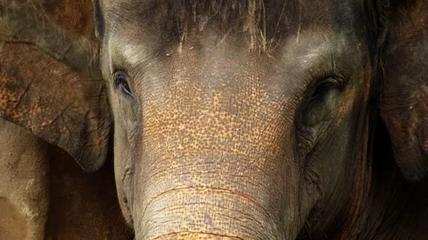 Close Up of Elephant Head in Natural Environment Stock Footage 328485005