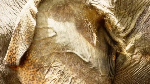 Close Up of Elephant Head in Natural Environment Stock Footage 328485151