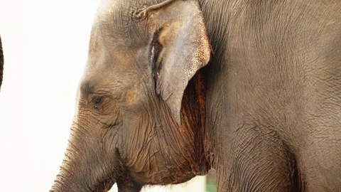Close Up of Elephant Head in Natural Environment Stock Footage 328486316