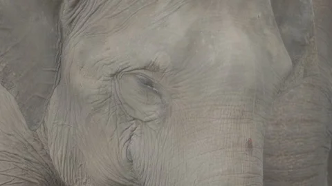 Close Up of Elephant Head in Natural Environment S log 3 10bit 422 Stock Footage 328486985