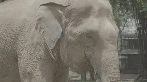 Close Up of Elephant Head in Natural Environment S log 3 10bit 422 Video stock 328487355