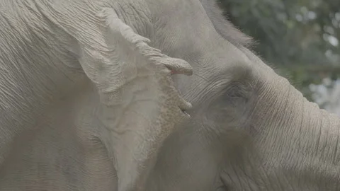 Close Up of Elephant Head in Natural Environment S log 3 10bit 422 Stock Footage 328487368