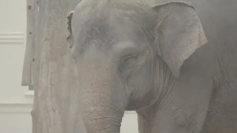 Close Up of Elephant Head in Natural Environment S log 3 10bit 422 Stock Footage 328503689