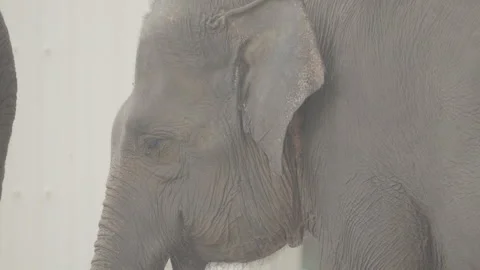Close Up of Elephant Head in Natural Environment S log 3 10bit 422 Stock Footage 328504163