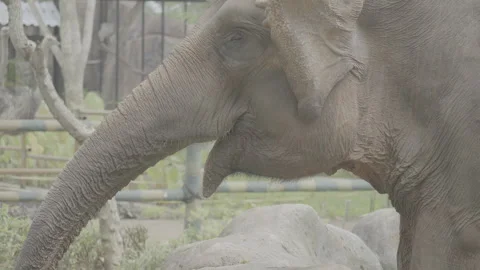 Close Up of Elephant Head in Natural Environment S log 3 10bit 422 Stock Footage 328514619