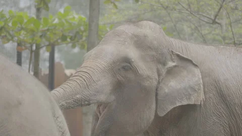 Close Up of Elephant Head in Natural Environment S log 3 10bit 422 Stock Footage 328514692