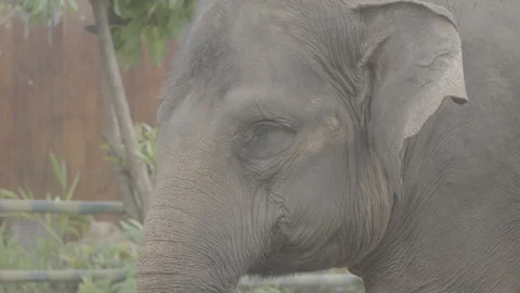 Close Up of Elephant Head in Natural Environment S log 3 10bit 422 Stock Footage 328514708