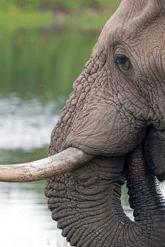 Close up of Elephant head Pattern and Texture Stock Photos